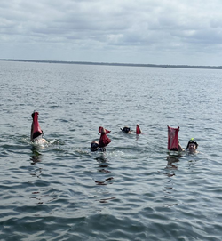 Steinhatchee: Florida’s scalloping season